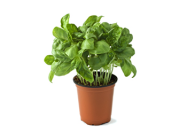 Basil Pots (UAE)